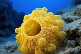 Attēlu rezultāti vaicājumam “Tubifera applanata macro”