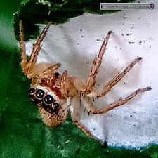 Attēlu rezultāti vaicājumam “Phylloneta cocoon”