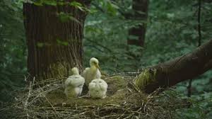 Attēlu rezultāti vaicājumam “Ciconia nigra nest”