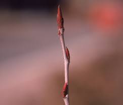 Attēlu rezultāti vaicājumam “Aronia melanocarpa bud”