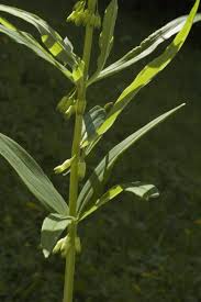 Attēlu rezultāti vaicājumam “Polygonatum verticillatum leaf”
