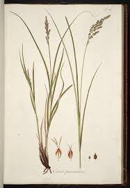 Attēlu rezultāti vaicājumam “Carex paniculata”