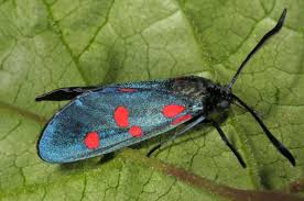 Attēlu rezultāti vaicājumam “Zygaena filipendulae”