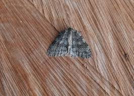 Attēlu rezultāti vaicājumam “Epirrita sp.”