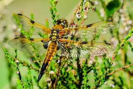 Attēlu rezultāti vaicājumam “Libellula quadrimaculata imago”