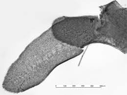 Attēlu rezultāti vaicājumam “Diplophyllum albicans”