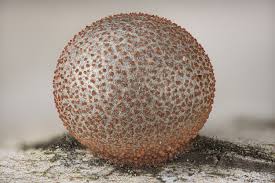 Attēlu rezultāti vaicājumam “Lycogala cf. oleocrystalliferum young”