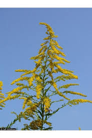 Attēlu rezultāti vaicājumam “Solidago canadensis”