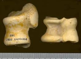 Attēlu rezultāti vaicājumam “Artiodactyla”