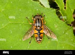 Attēlu rezultāti vaicājumam “Helophilus pendulus”