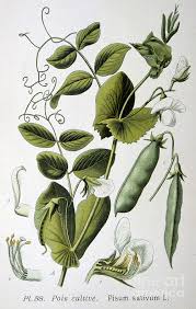 Attēlu rezultāti vaicājumam “Pisum sativum”