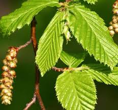 Attēlu rezultāti vaicājumam “Carpinus betulus fruit”