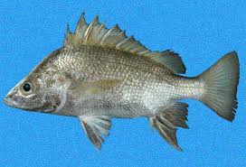 Image result for Pomadasys incisus