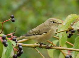 Attēlu rezultāti vaicājumam “Phylloscopus collybita adult”