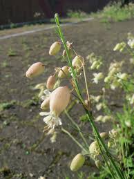 Image result for Silene vulgaris
