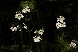 Attēlu rezultāti vaicājumam “Hottonia palustris”