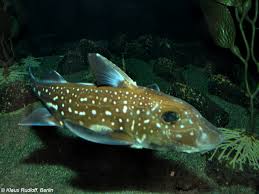 Image result for Hydrolagus colliei