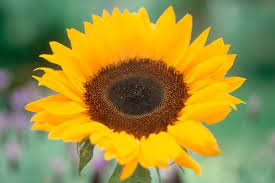Attēlu rezultāti vaicājumam “Helianthus annuus fruit”