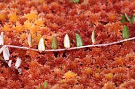 Attēlu rezultāti vaicājumam “Oxycoccus leaf”