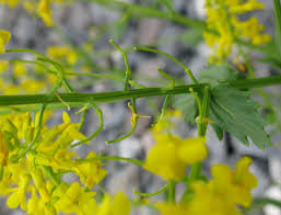 Attēlu rezultāti vaicājumam “Barbarea vulgaris subsp. arcuata”