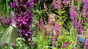 Image result for Blutweiderich