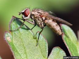 Attēlu rezultāti vaicājumam “Tachinidae”