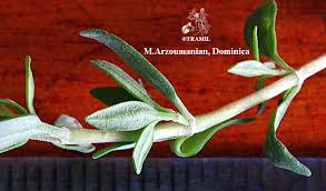 Image result for Thymus vulgaris