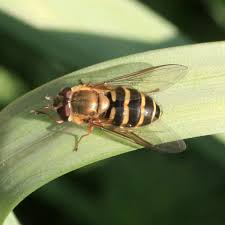 Attēlu rezultāti vaicājumam “Syrphus torvus”