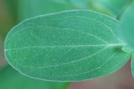 Attēlu rezultāti vaicājumam “Hypericum perforatum leaf”