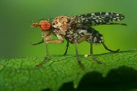 Attēlu rezultāti vaicājumam “Trypetoptera punctulata”