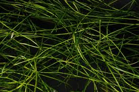 Attēlu rezultāti vaicājumam “Potamogeton trichoides”