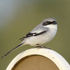 Attēlu rezultāti vaicājumam “Laniidae”