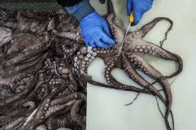 Image result for octopus in a basque