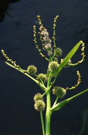 Attēlu rezultāti vaicājumam “Sparganium erectum aggr. leaf”