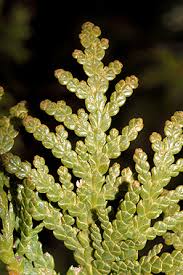 Attēlu rezultāti vaicājumam “Thuja occidentalis leaf”