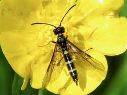 Attēlu rezultāti vaicājumam “Cephalozia bicuspidata sporophyte”