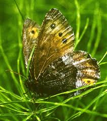 Attēlu rezultāti vaicājumam “Oeneis jutta underside”