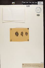 Attēlu rezultāti vaicājumam “Megalaria grossa”