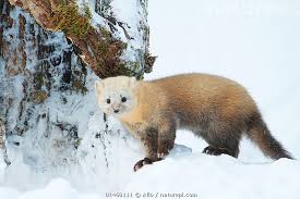 Attēlu rezultāti vaicājumam “Martes”