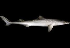 Image result for Squalus acanthias
