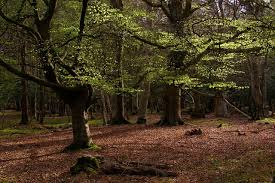 Image result for New Forest/Waterside