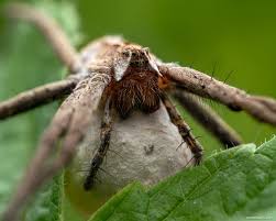 Attēlu rezultāti vaicājumam “Pisaura mirabilis male”