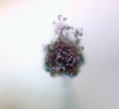 Attēlu rezultāti vaicājumam “Paradiacheopsis rigida”