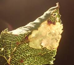 Attēlu rezultāti vaicājumam “Lyonetia prunifoliella”