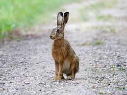 Attēlu rezultāti vaicājumam “Lepus sp.”