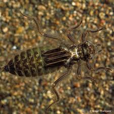 Attēlu rezultāti vaicājumam “Gomphus vulgatissimus”