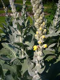 Attēlu rezultāti vaicājumam “Verbascum densiflorum flower”