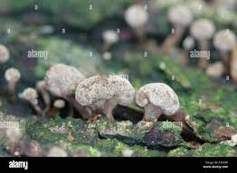 Attēlu rezultāti vaicājumam “Phleogena faginea young”