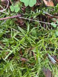 Attēlu rezultāti vaicājumam “Pseudoscleropodium purum”