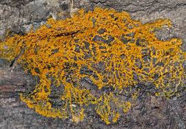 Attēlu rezultāti vaicājumam “Badhamia utricularis plasmodium”